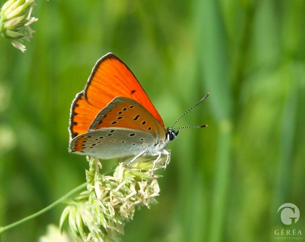 SAVOIR-FAIRE-Inventaire-des-Rhopaloce-res-Cuivre-des-marais-Lycaena-dispar-2