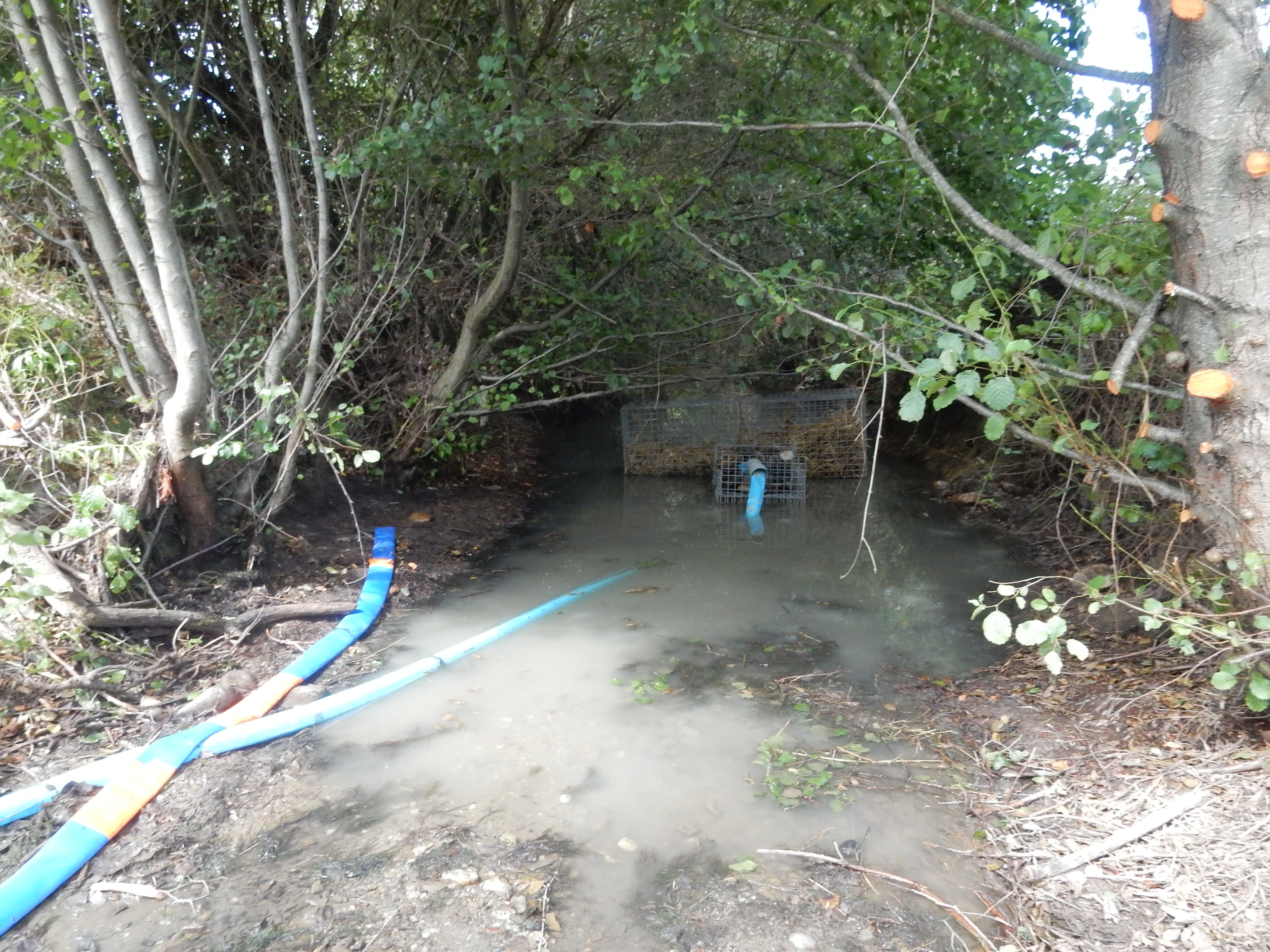Activité Géréa Pêche de sauvetage à l’électricité dans cadre de Travaux Sous Cours d’Eau (TSCE) dans le ruisseau du Bernazobre (81)