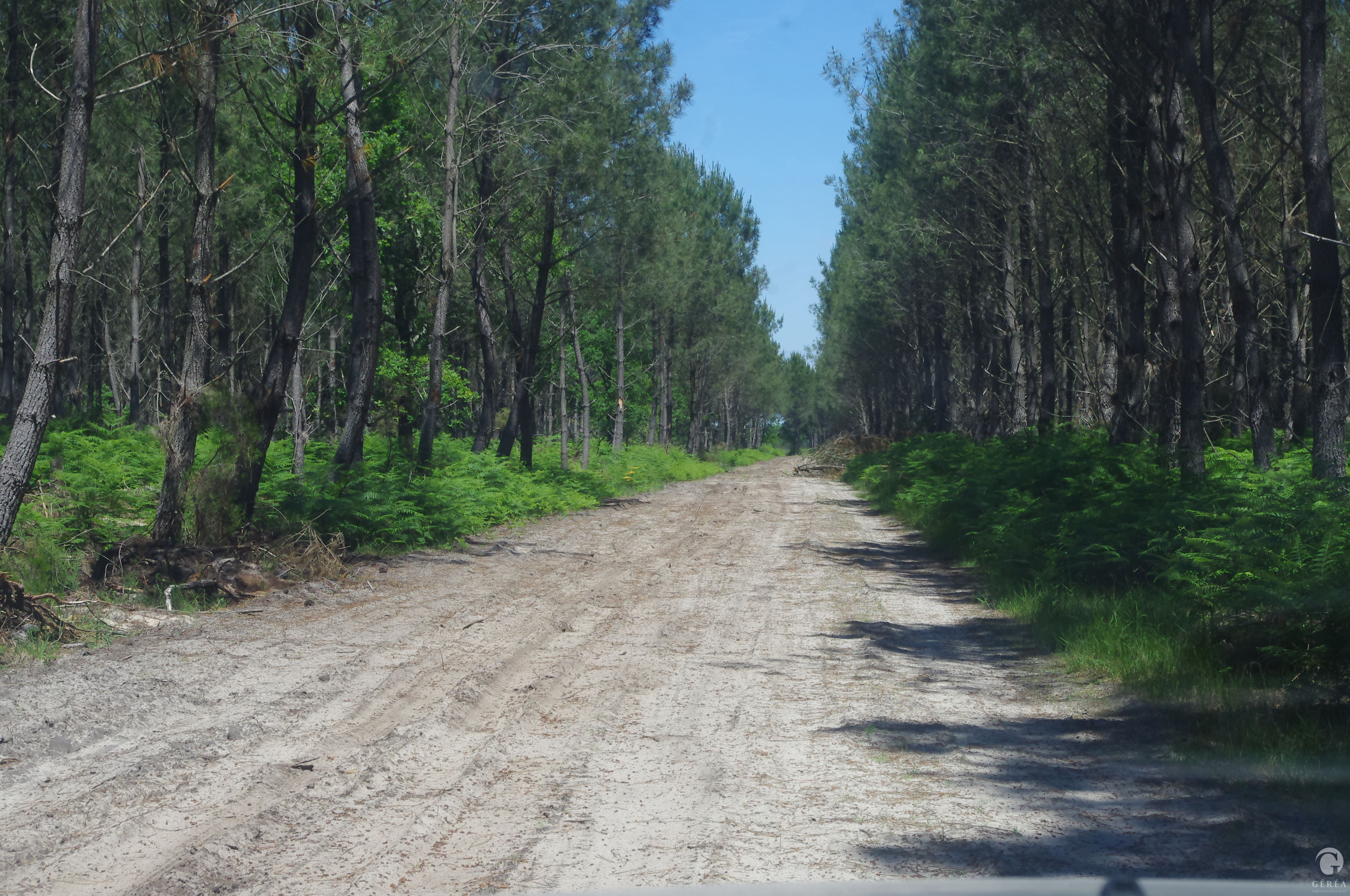 Image référence Inventaires naturalistes sur la commune de Saucats (33)