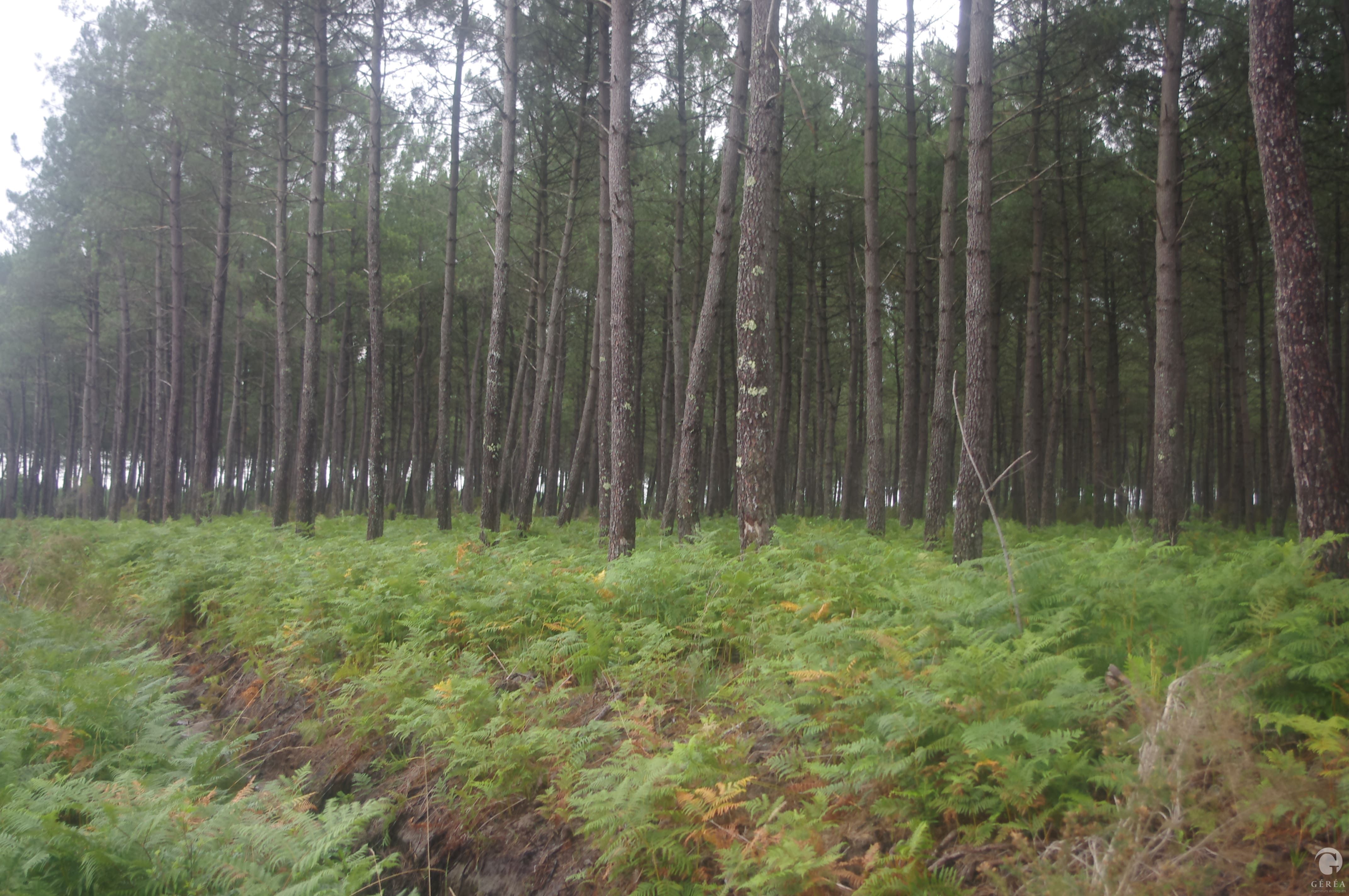 Activité Géréa Inventaires naturalistes sur la commune de Saucats (33)