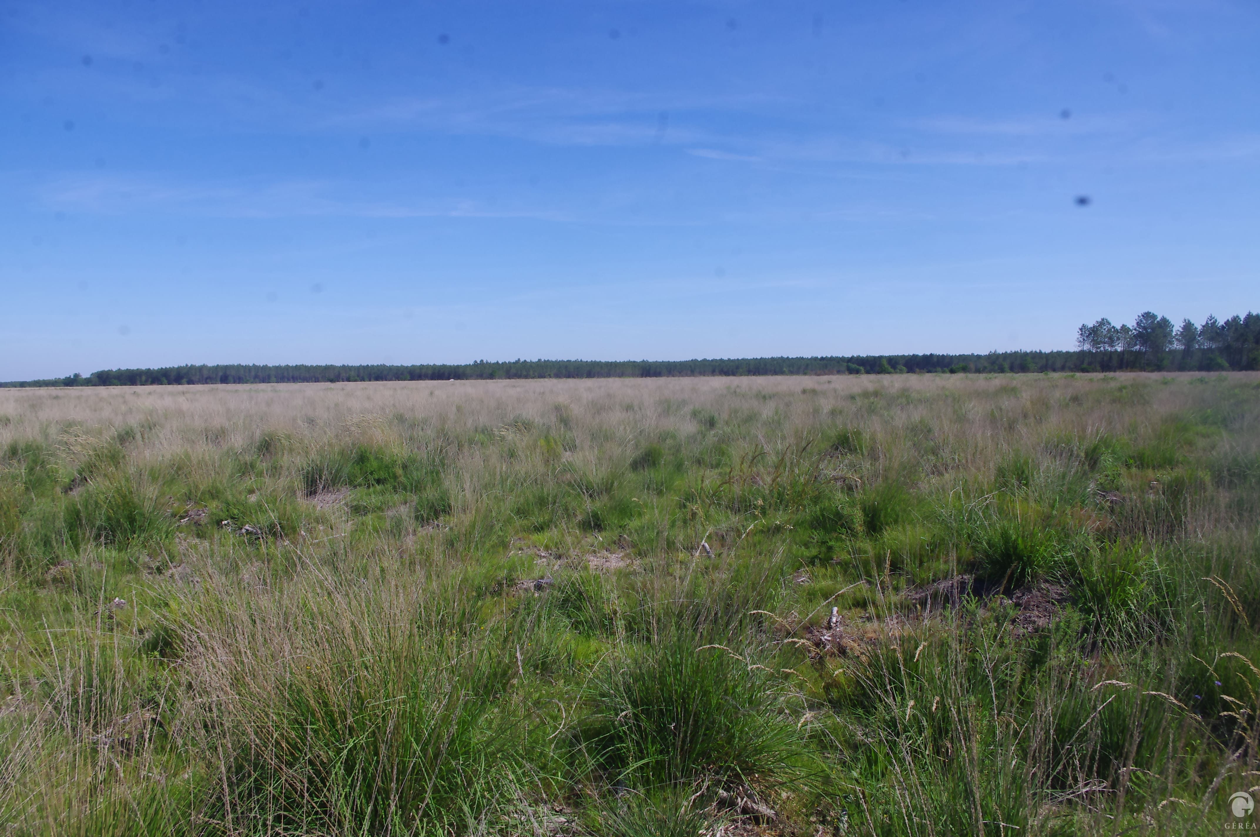 Activité Géréa Inventaires naturalistes sur la commune de Saucats (33)