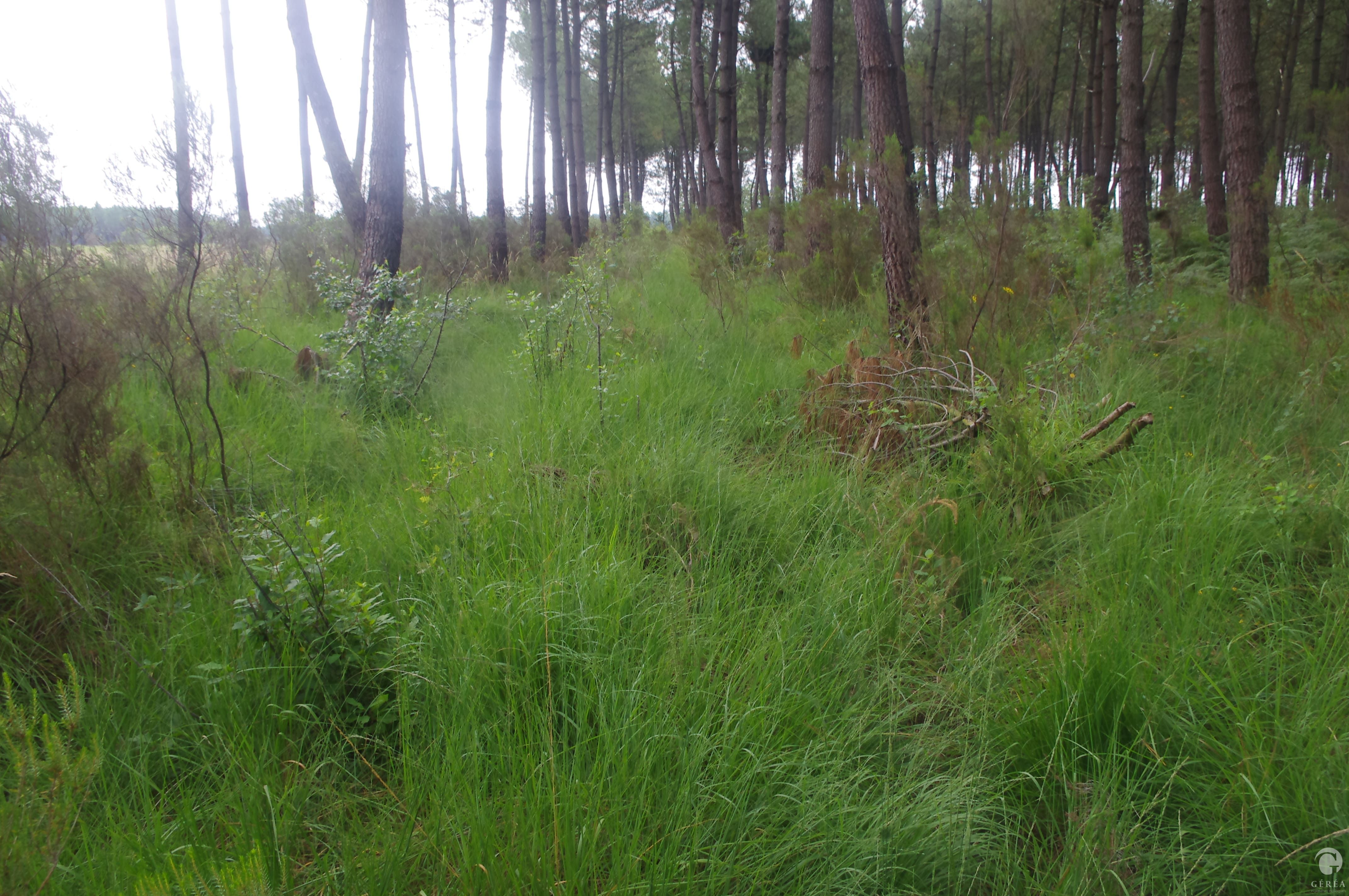 Activité Géréa Inventaires naturalistes sur la commune de Saucats (33)