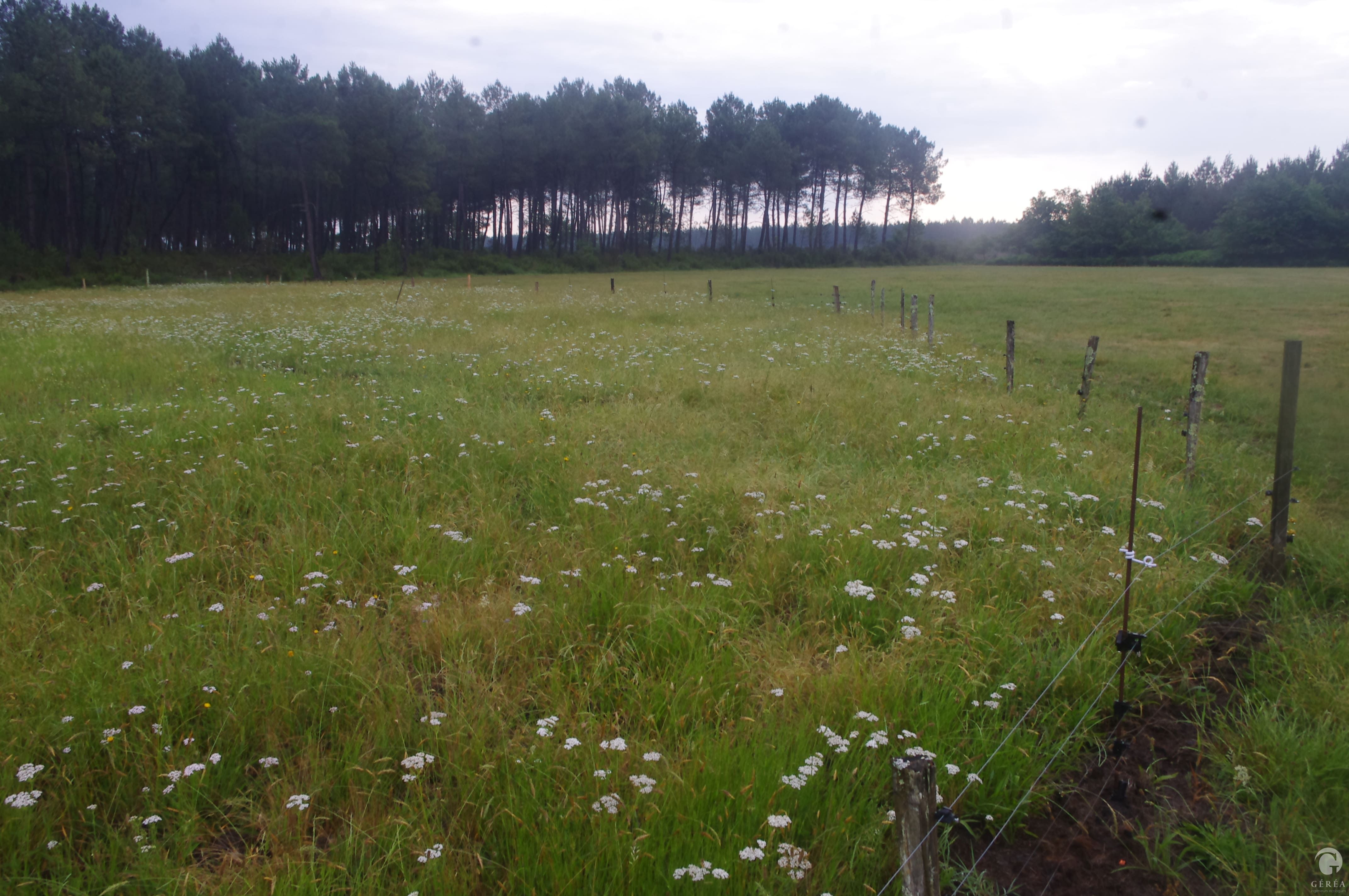 Activité Géréa Inventaires naturalistes sur la commune de Saucats (33)