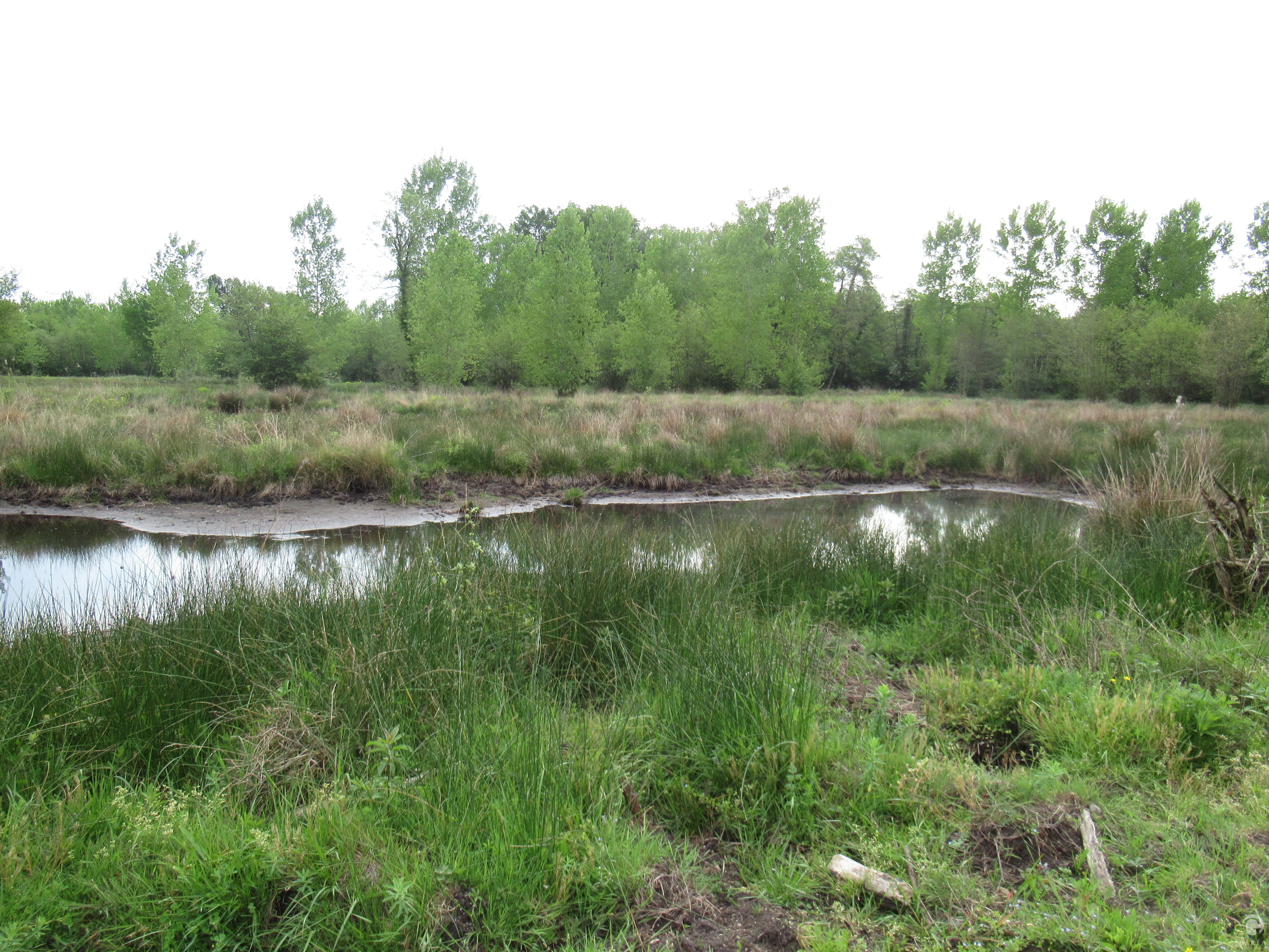 Activité Géréa Suivi compensation crapaud calamite à St Médard d'Eyrans (33)