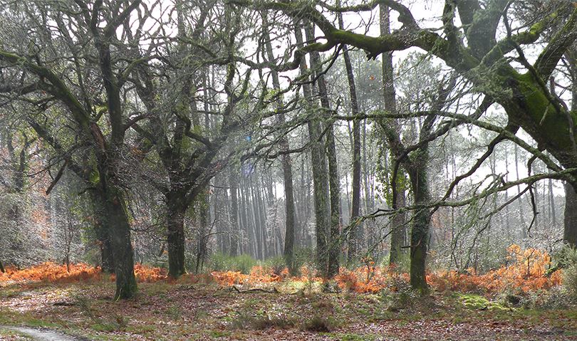 arbre en automne