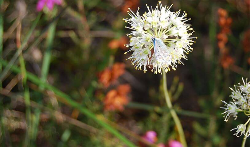 papillon sur fleur